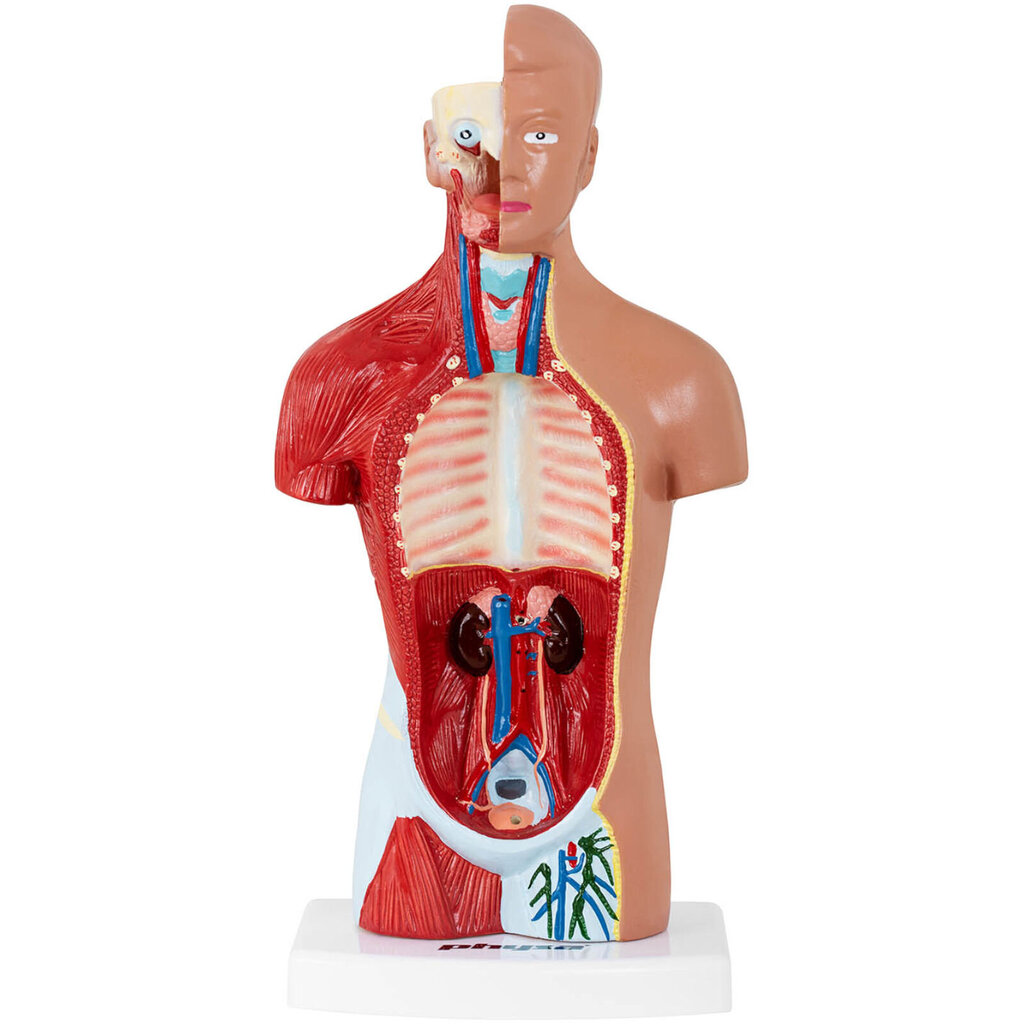 Inimese torso 3D-anatoomiline mudel 10107231 hind ja info | Arendavad mänguasjad | kaup24.ee