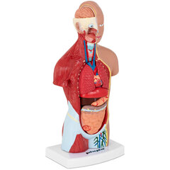 Inimese torso 3D-anatoomiline mudel 10107231 hind ja info | Arendavad mänguasjad | kaup24.ee