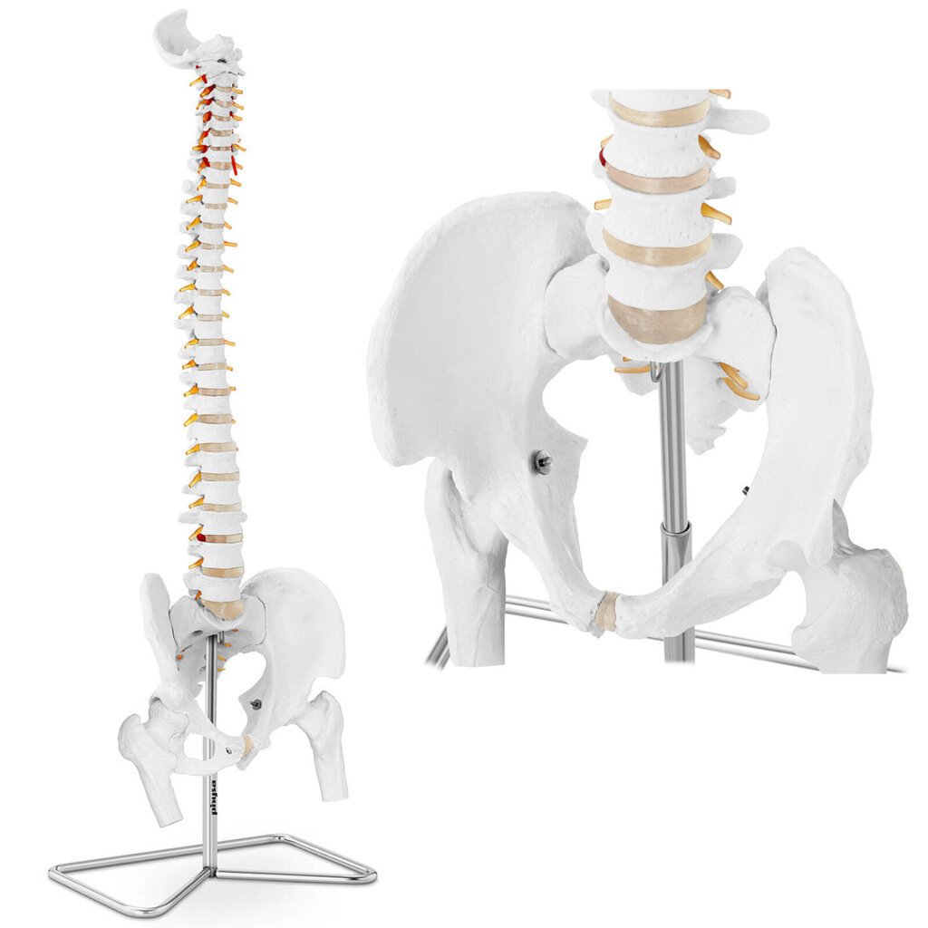 Inimese selgroo anatoomiline mudel mehe vaagnaga 86 cm 10095241 цена и информация | Arendavad mänguasjad | kaup24.ee