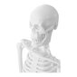 Inimese luustiku anatoomiline mudel 47 cm 10095261 цена и информация | Arendavad mänguasjad | kaup24.ee