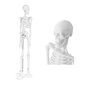 Inimese luustiku anatoomiline mudel 47 cm 10095261 hind ja info | Arendavad mänguasjad | kaup24.ee