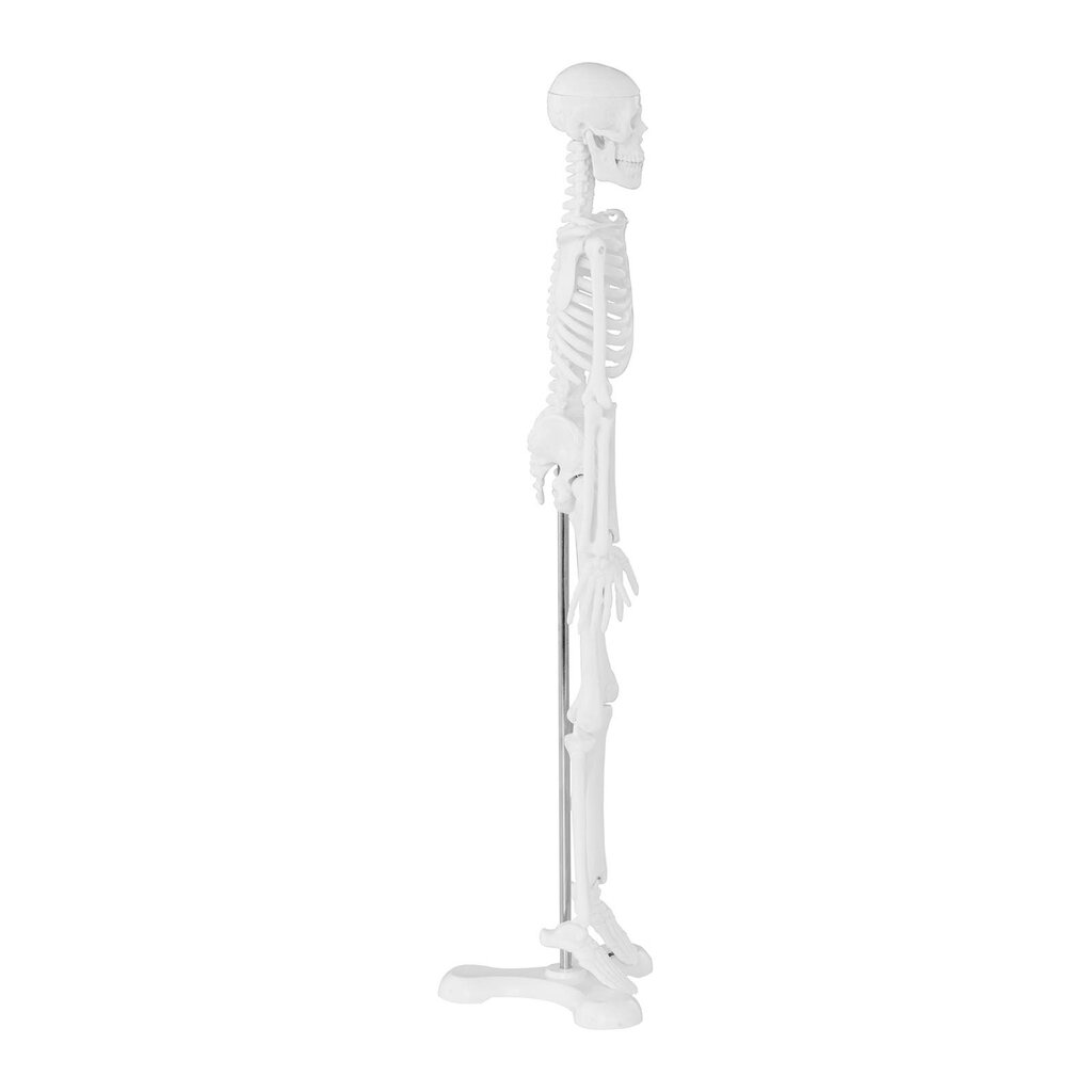 Inimese luustiku anatoomiline mudel 47 cm 10095261 hind ja info | Arendavad mänguasjad | kaup24.ee