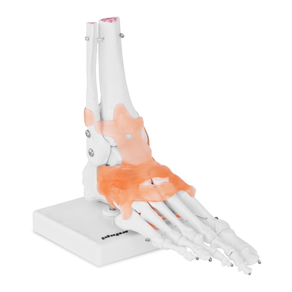Hüppeliigese anatoomiline mudel sidemetega mõõtkavas 1:1 10095291 цена и информация | Arendavad mänguasjad | kaup24.ee