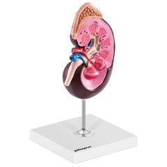 3D inimese neeru anatoomiline mudel 1,5:1 mõõtkavas 10119021 цена и информация | Развивающие игрушки | kaup24.ee