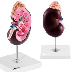 3D inimese neeru anatoomiline mudel 1,5:1 mõõtkavas 10119021 цена и информация | Развивающие игрушки | kaup24.ee