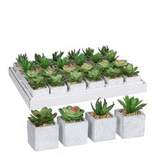Декоративное растение Mica Decorations 8 x 5 cm PVC сочный цена и информация | Искусственные цветы | kaup24.ee