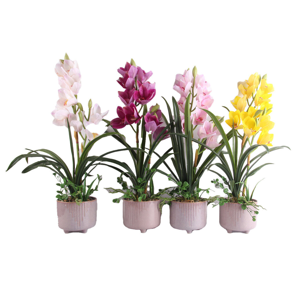Orhidee Garden Queen H70cm, valge hind ja info | Kunstlilled | kaup24.ee