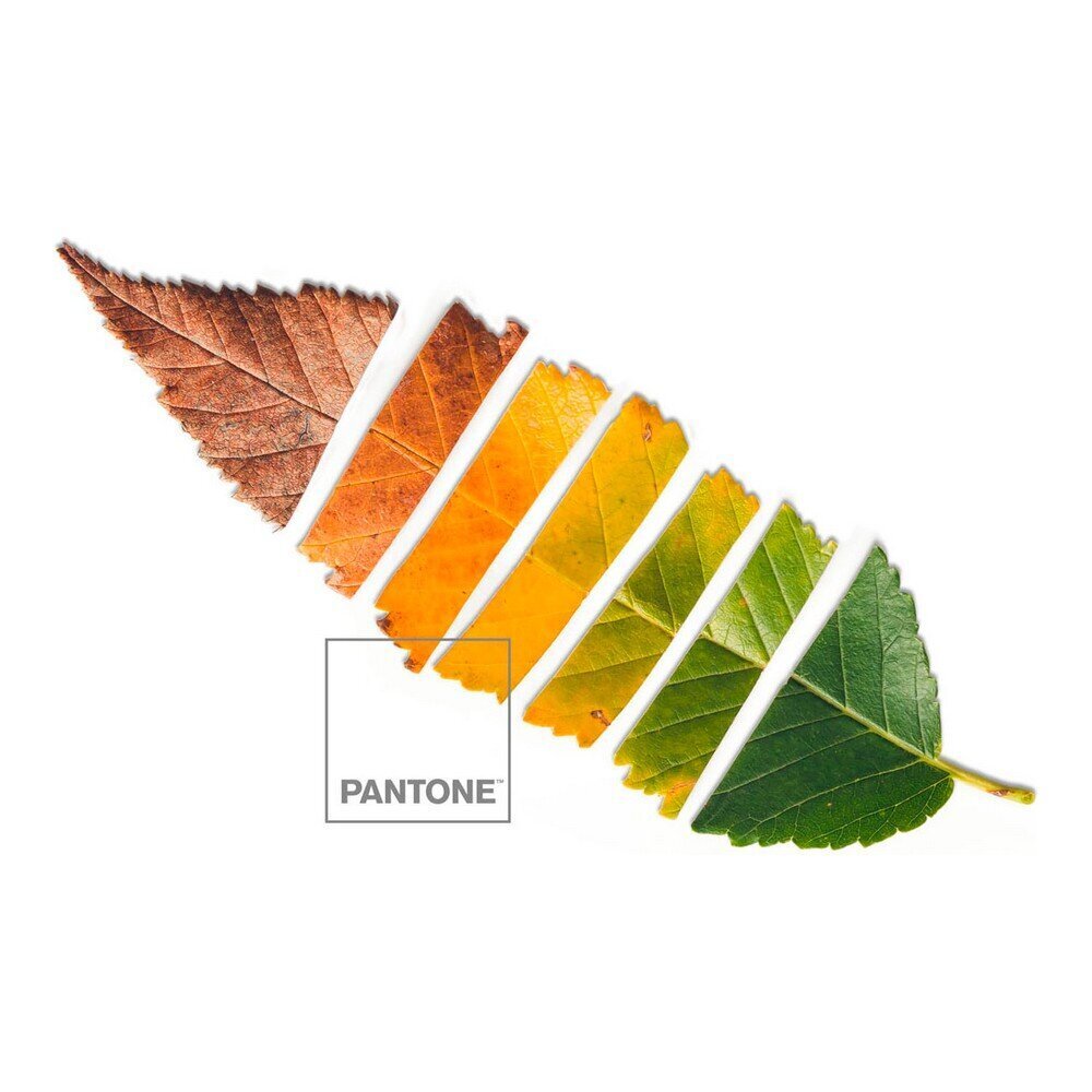 Tekikott Leaf Pantone hind ja info | Voodipesukomplektid | kaup24.ee