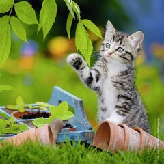 Пазл Ravensburger Kittens, 3x49 дет. цена и информация | Пазлы | kaup24.ee