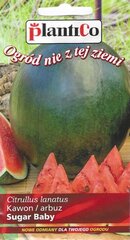 Семена арбуза Sugar Baby цена и информация | Семена овощей, ягод | kaup24.ee