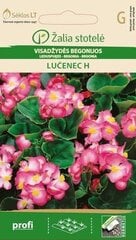 Бегонии Lučenec H цена и информация | Зайцехвост яйцевидный | kaup24.ee