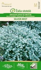 Иммортель Silver mist цена и информация | Семена цветов | kaup24.ee