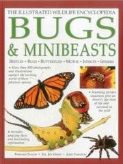 Illustrated Wildlife Encyclopedia: Bugs & Minibeasts цена и информация | Книги для подростков и молодежи | kaup24.ee