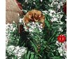Kunstlik jõulupuu Springos, 40cm hind ja info | Kunstkuused | kaup24.ee