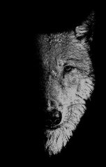 In the Company of Wolves: Werewolves, Wolves and Wild Children цена и информация | Исторические книги | kaup24.ee