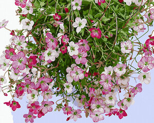 Maalimine numbrite järgi Roosad lilled, 40x50 cm hind ja info | Maalid numbri järgi | kaup24.ee