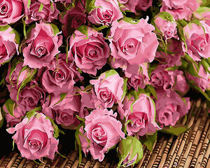 Maalimine numbrite järgi Õrnad roosad roosid, 40x50 cm hind ja info | Maalid numbri järgi | kaup24.ee