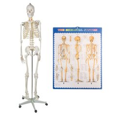 Скелет человека - 170 см цена и информация | Развивающие игрушки | kaup24.ee