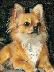 Teemantmosaiik Chihuahua, 30x40 cm hind ja info | Teemantmaalid, teemanttikandid | kaup24.ee