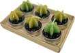 Rohelise tee seebi ja kaktuse küünla kinkekomplekt Vonios rojus hind ja info | Seebid | kaup24.ee
