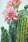 Numbrite järgi maalimine raamiga TM Varvikas - Blossoming cactus, 20x30 cm hind ja info | Maalid numbri järgi | kaup24.ee