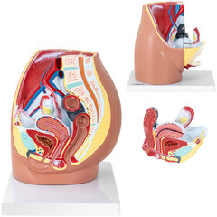 Naise vaagna anatoomiline 3D-mudel mõõtkavas 1:1 10107201 цена и информация | Развивающие игрушки | kaup24.ee