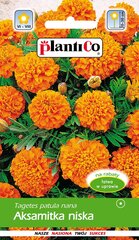 Бархатцы низкие Orange цена и информация | Семена цветов | kaup24.ee