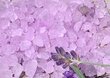 Vannisool Green Garden Bath Salt Lavender, lavendliga, 1000 g hind ja info | Dušigeelid, õlid | kaup24.ee