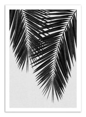 Plakat Palm Leaf Part 3 Black and White 30 x 40 cm hind ja info | Seinapildid | kaup24.ee