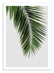 Плакат  Palm Leaf 30 x 40 cm цена и информация | Картины, живопись | kaup24.ee