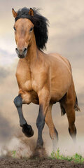 Horses Brown Rannarätik, 70x140 cm hind ja info | Rätikud, saunalinad | kaup24.ee