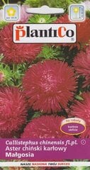 Астры низкие Malgosia цена и информация | Зайцехвост яйцевидный | kaup24.ee