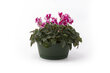 Lillepott alusega Nicoli Rumba 20, roheline hind ja info | Dekoratiivsed lillepotid | kaup24.ee