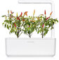 Click & Grow Smart Garden refill Punane tšillipipar 3tk hind ja info | Maitsetaimede seemned | kaup24.ee
