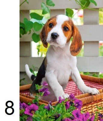 Pusle 54-osaline B mini. koerad, kassid цена и информация | Pusled | kaup24.ee
