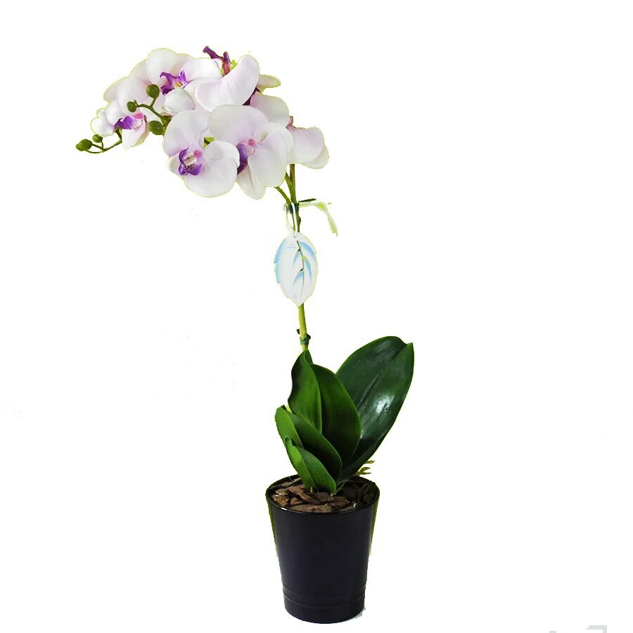 Kunstlik orhidee Victoria, 65cm hind ja info | Kunstlilled | kaup24.ee