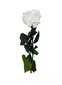 Stabiliseeritud mini roos Amorosa valge цена и информация | Uinuvad roosid, taimed | kaup24.ee