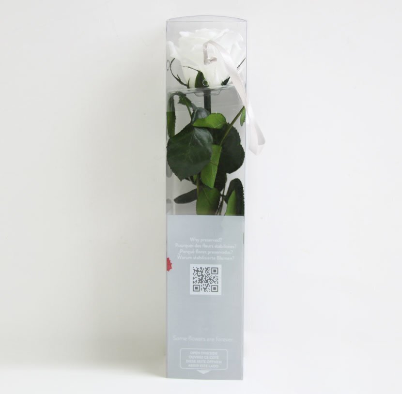 Stabiliseeritud mini roos Amorosa valge цена и информация | Uinuvad roosid, taimed | kaup24.ee