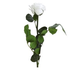 Stabiliseeritud mini roos Amorosa valge цена и информация | Спящие стабилизированные розы, растения | kaup24.ee