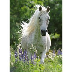 Ravensburger pusle 100 tk Valge hobune цена и информация | Пазлы | kaup24.ee