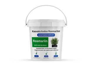 Komplekt Rosmariini kodus kasvatamiseks hind ja info | Maitsetaimede seemned | kaup24.ee