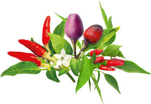 Click & Grow Plant Pod Chilli Pepper Mix 9tk hind ja info | Köögivilja-, marjaseemned | kaup24.ee