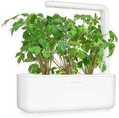 Click & Grow Smart Garden refill Harilik leesputk 3tk hind ja info | Maitsetaimede seemned | kaup24.ee