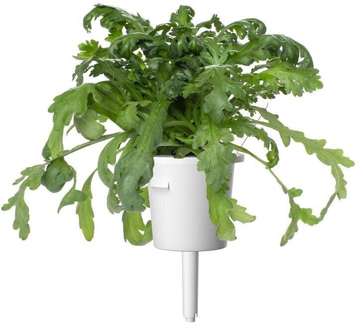 Click & Grow Smart Garden refill Shungiku 3tk hind ja info | Maitsetaimede seemned | kaup24.ee
