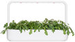 Click & Grow Smart Garden refill Shungiku 3tk цена и информация | Maitsetaimede seemned | kaup24.ee