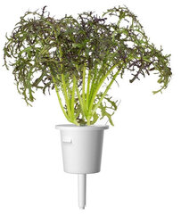 Click & Grow Smart Garden refill Горчица Red Frill 3 шт. цена и информация | Семена овощей, ягод | kaup24.ee