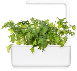 Lehtnaeris Click & Grow Smart Refill, 3tk hind ja info | Maitsetaimede seemned | kaup24.ee