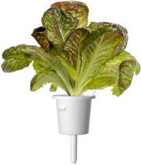 Punane Rooma salat Click & Grow Smart Refill, 3tk hind ja info | Köögivilja-, marjaseemned | kaup24.ee