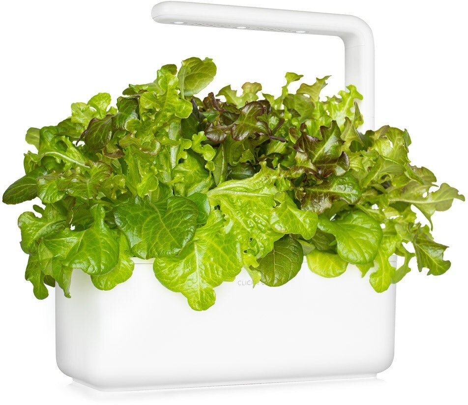 Punase tammelehe salat Click & Grow, 3 tk цена и информация | Köögivilja-, marjaseemned | kaup24.ee