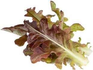 Punase tammelehe salat Click & Grow, 3 tk hind ja info | Köögivilja-, marjaseemned | kaup24.ee